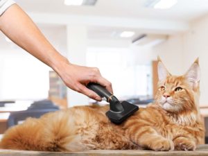 grooming